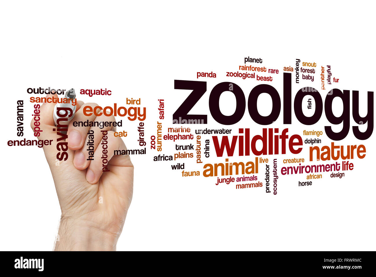 Zoology word cloud concept Stock Photo