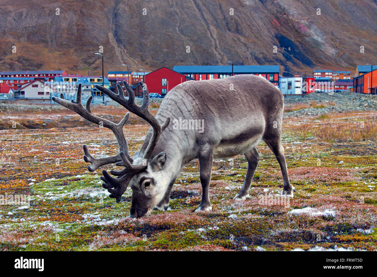 Svalbard reindeer (Rangifer tarandus platyrhynchus) bull grazing in Longyearbyen Svalbard / Spitsbergen, Norway Stock Photo