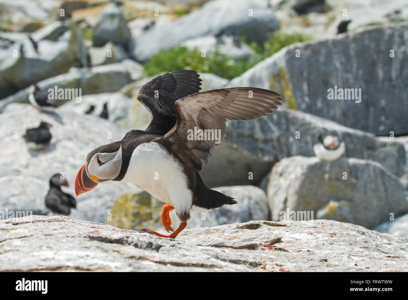 Atlantic Puffin Taking Flight on Machias Seal Island Stock Photo