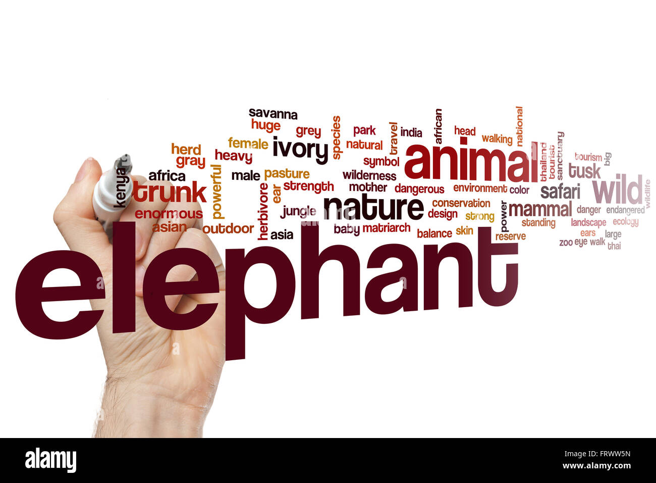 Elephant word cloud Stock Photo Alamy