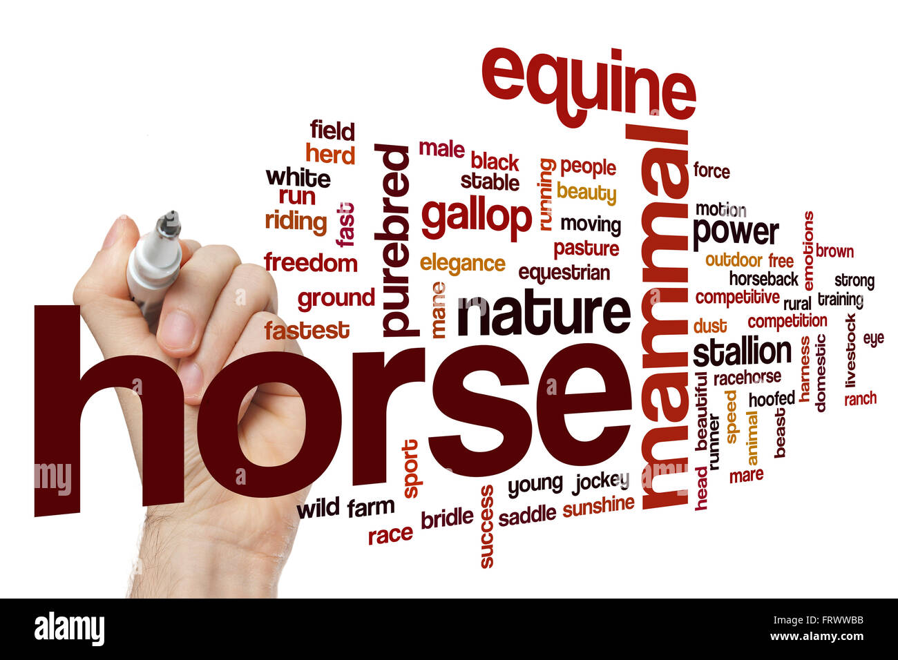 Horse word cloud Stock Photo Alamy