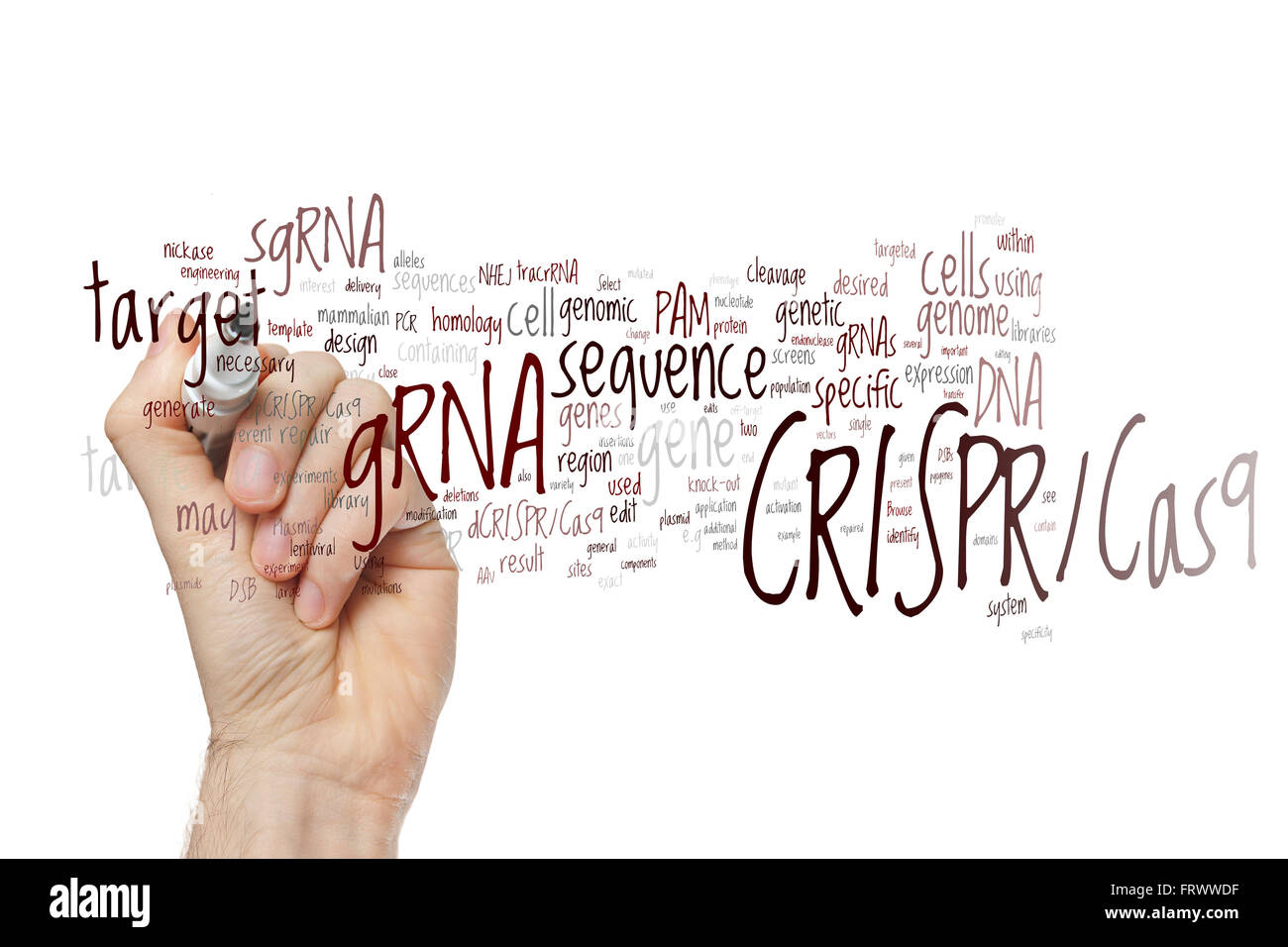 Hand writing CRISPR/Cas9 system for editing, regulating and targeting genomes (biotechnology and genetic engineering) word cloud Stock Photo