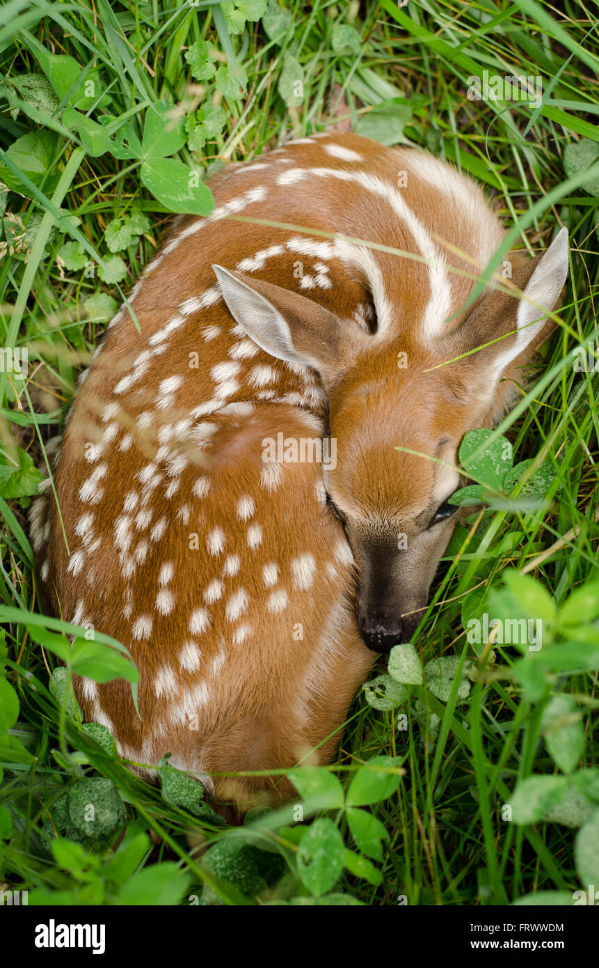 White Tail Deer Fawn ( Odocoileus virginianus) hiding in Clover in the Blue Ridge Mountains of North Carolina Stock Photo