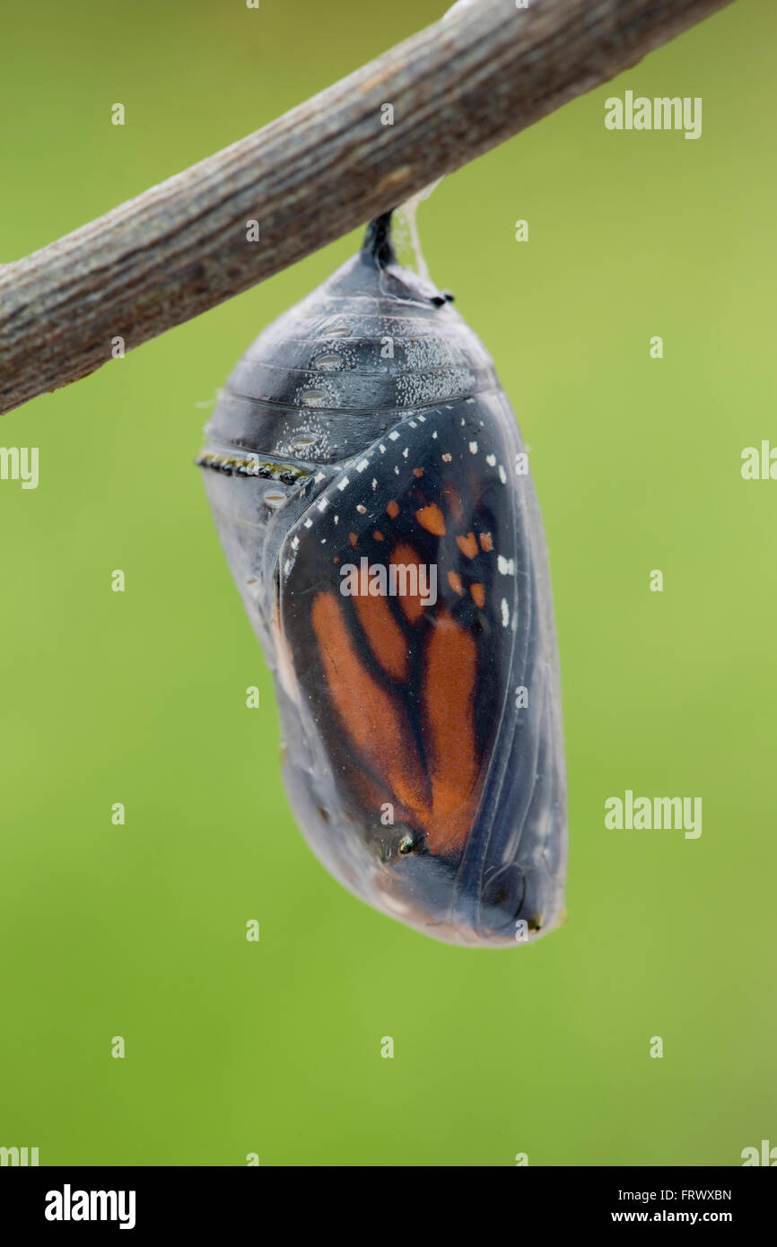 Monarch Butterfly Pupa; Danaus plexippus Single UK Stock Photo