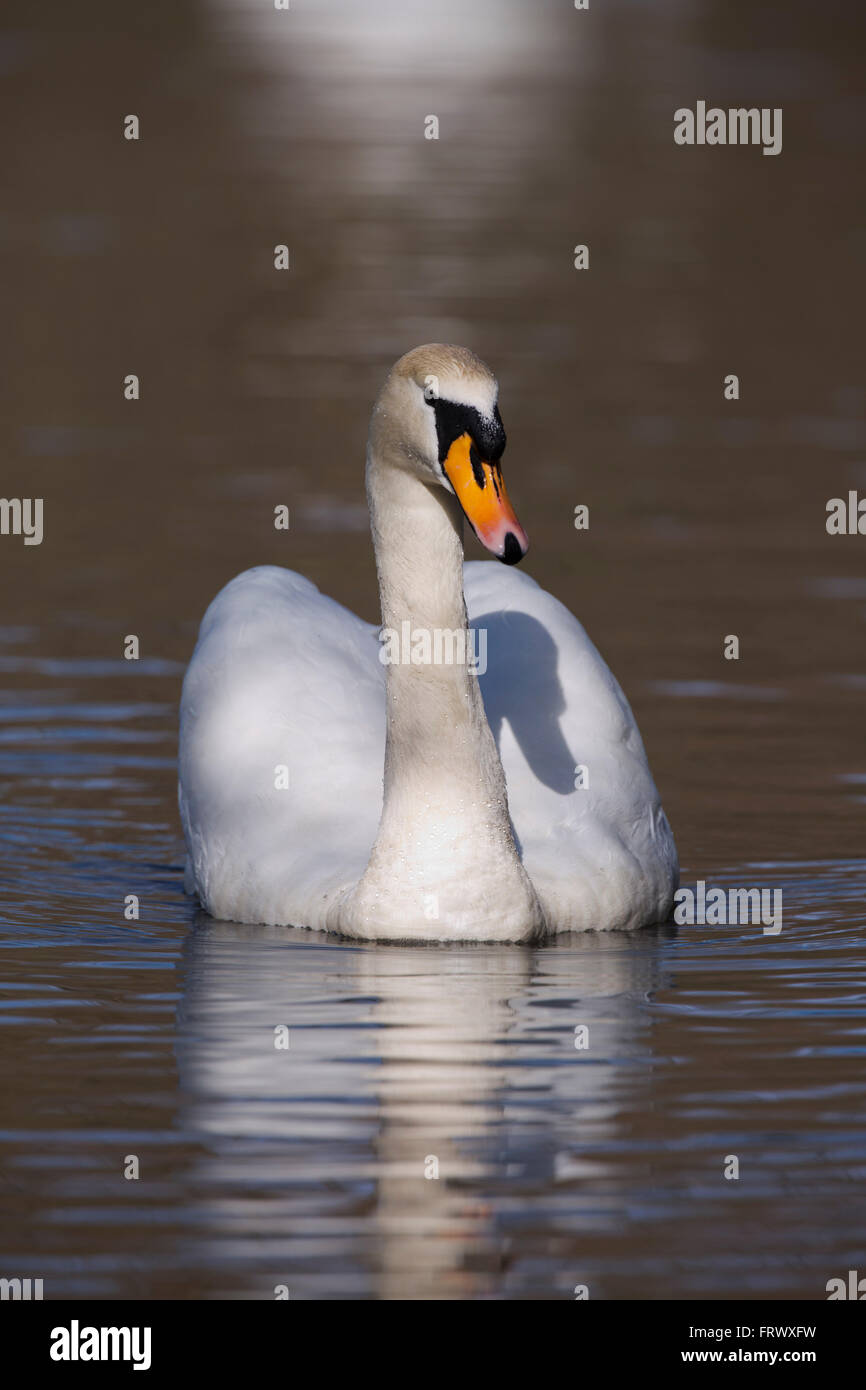 Mute Swan; Cygnus olor Single Cornwall; UK Stock Photo