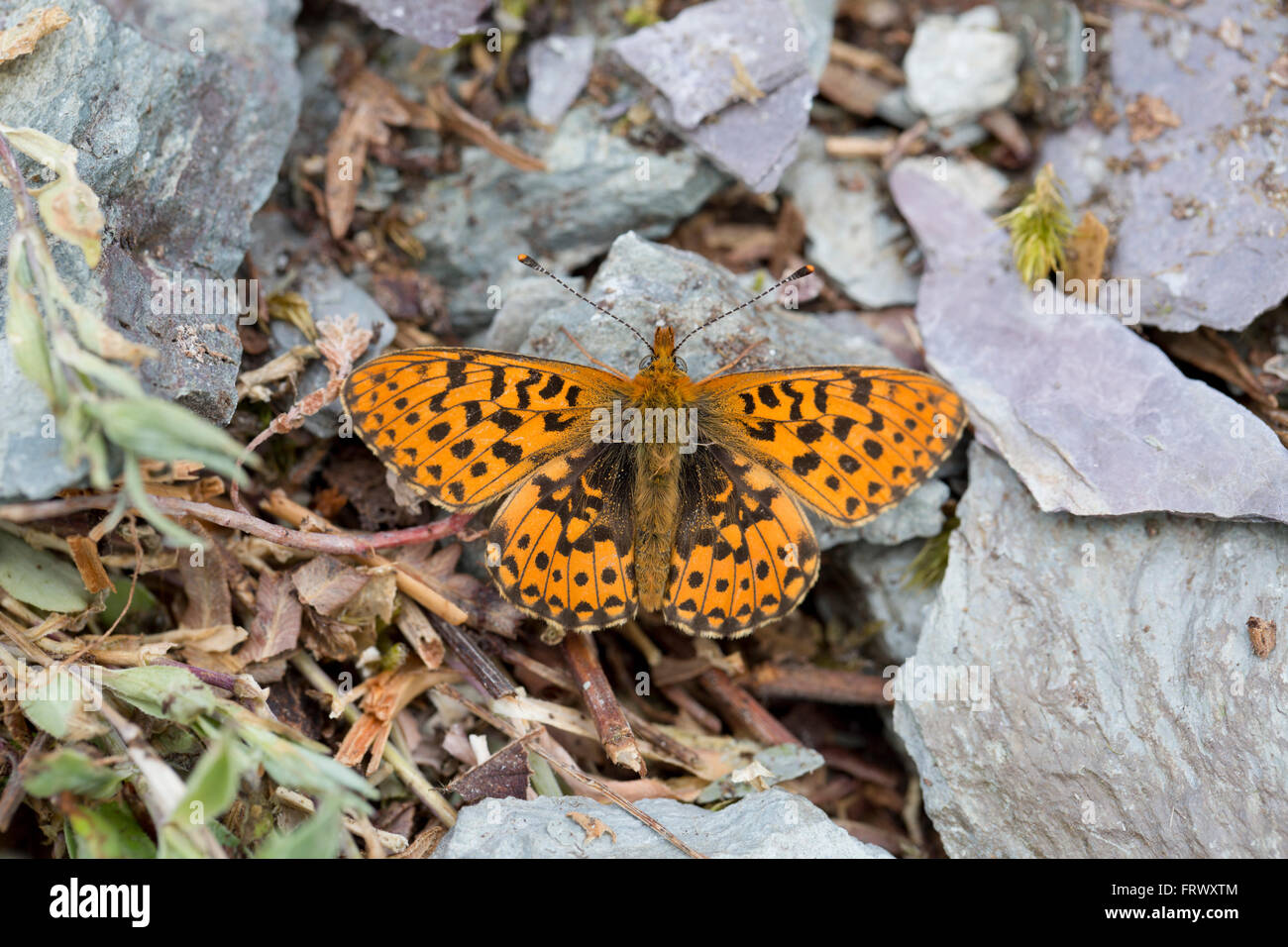 Pearl Bordered Fritillary Butterfly; Boloria euphrosyne Single on Ground Cornwall; UK Stock Photo