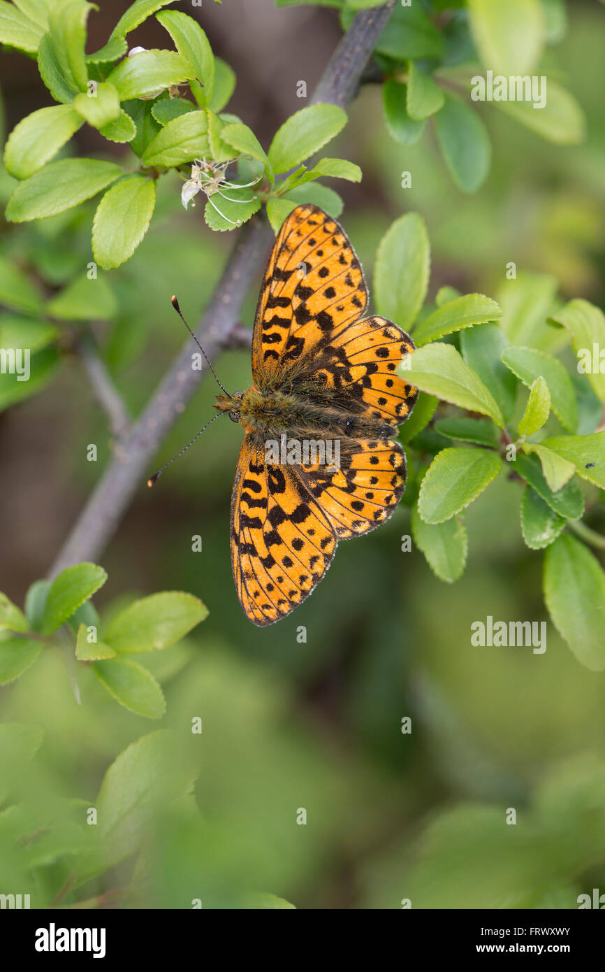 Pearl Bordered Fritillary Butterfly; Boloria euphrosyne Single on Tree Cornwall; UK Stock Photo