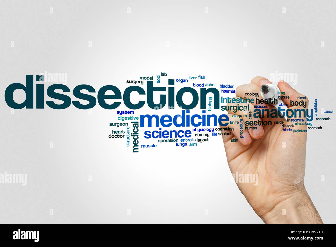 Dissection word cloud concept Stock Photo