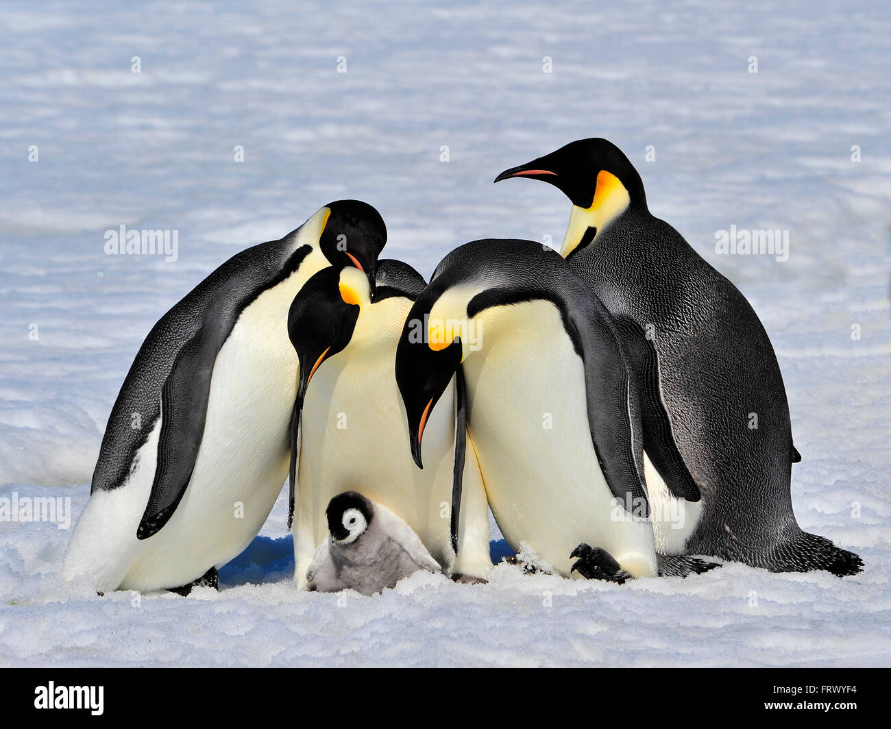 Emperor Penguins with chick Stock Photo