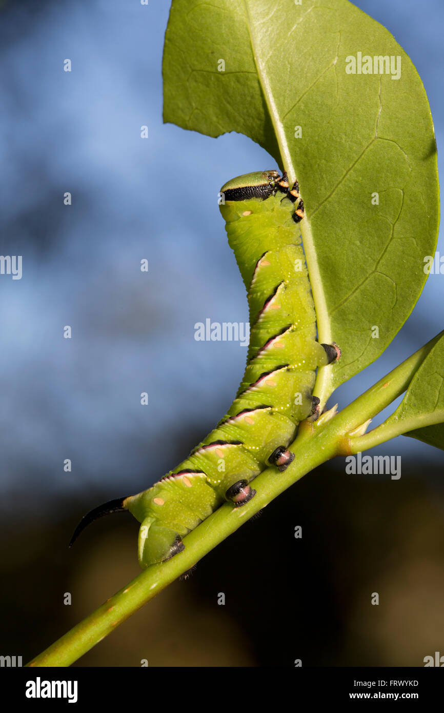 Privet Hawk Moth Caterpillar Sphinx Ligustri Single On Privet 23 Days privet-hawk-moth-caterpillar-sphinx-ligustri-single-on-privet-23-days