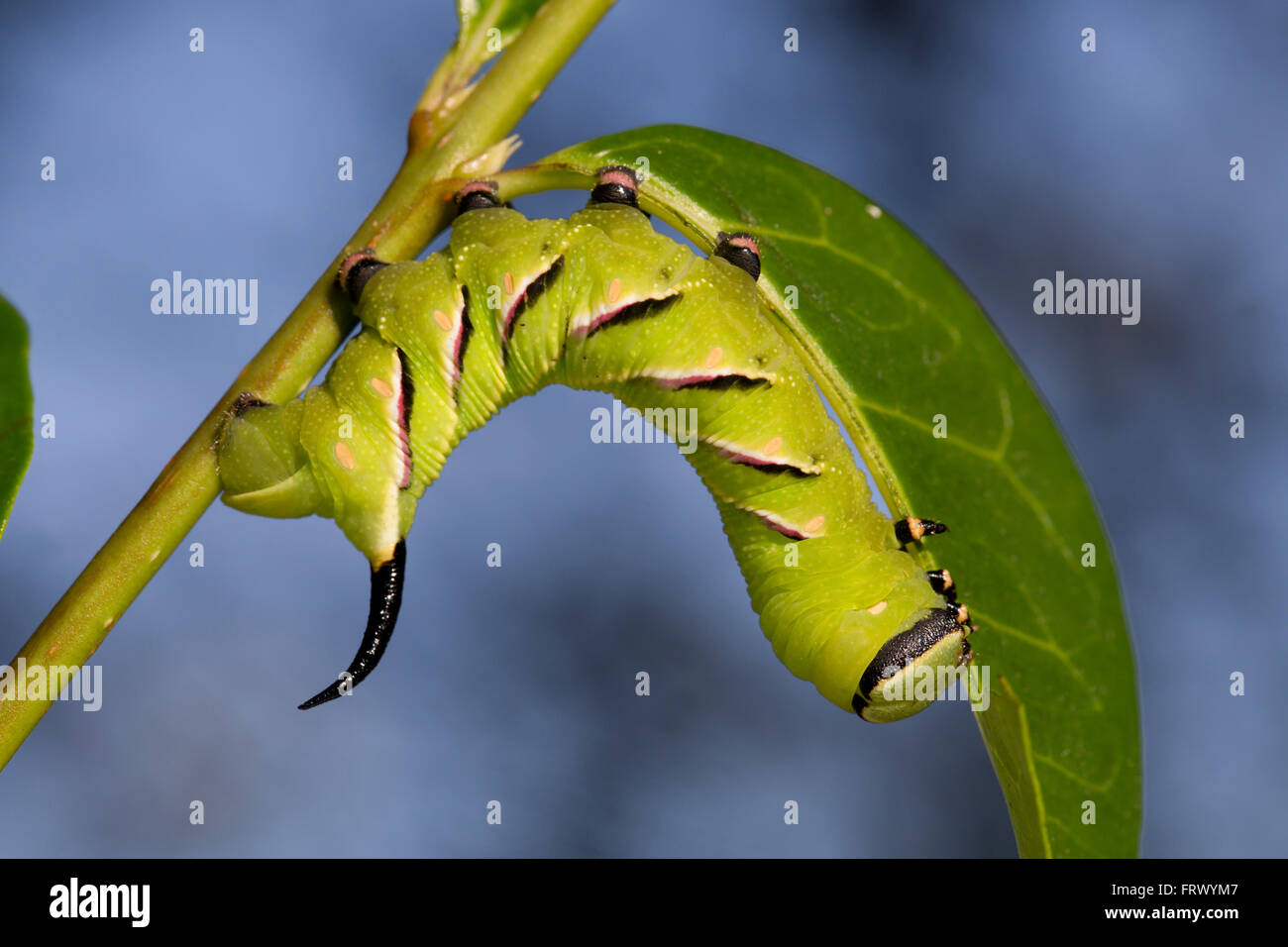 Privet Hawk Moth Caterpillar; Sphinx ligustri; on Privet; Cornwall; UK Stock Photo