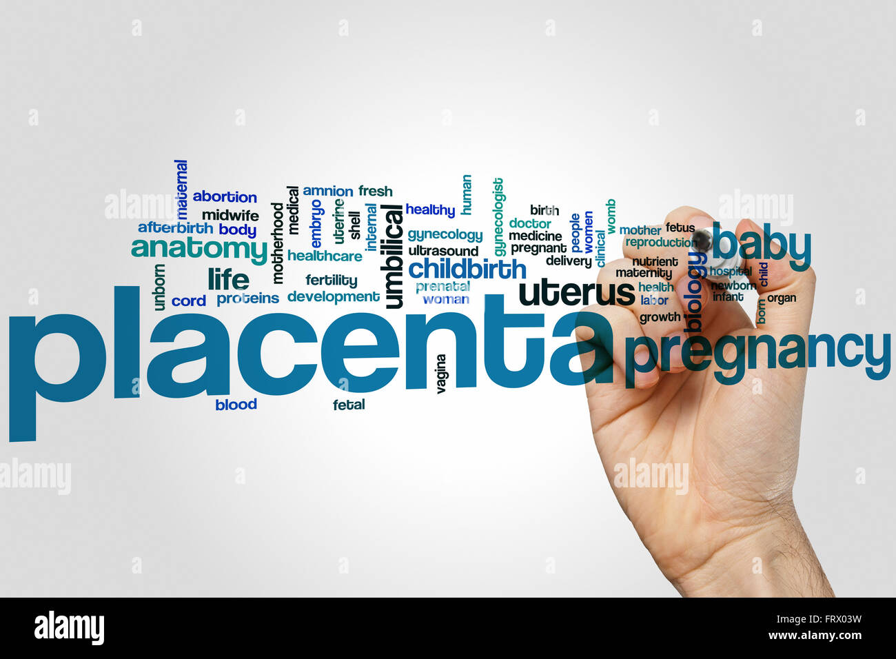 Placenta word cloud concept Stock Photo
