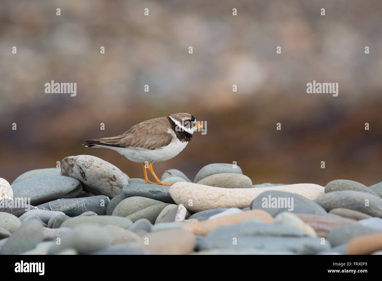 Ringed Plover; Charadrius hiaticula Single on Stones Isle of Man; UK Stock Photo