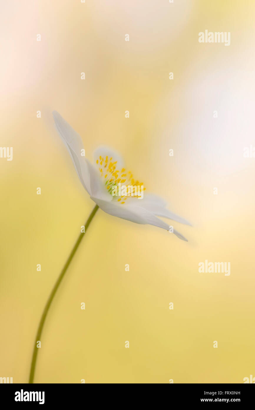 Wood Anemone Double Exposure; Anemone nemorosa Flower Cornwall; UK Stock Photo Alamy