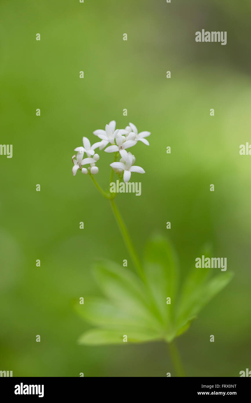 Woodruff; Galium odoratum; Spring; Cornwall; UK Stock Photo