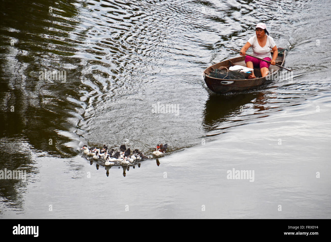 Woman herding ducks in a small boat, near Hoi An, Vietnam Stock Photo