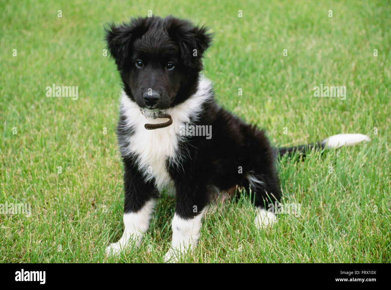 Puppy Sitting on a Lawn Stock Photo - Alamy