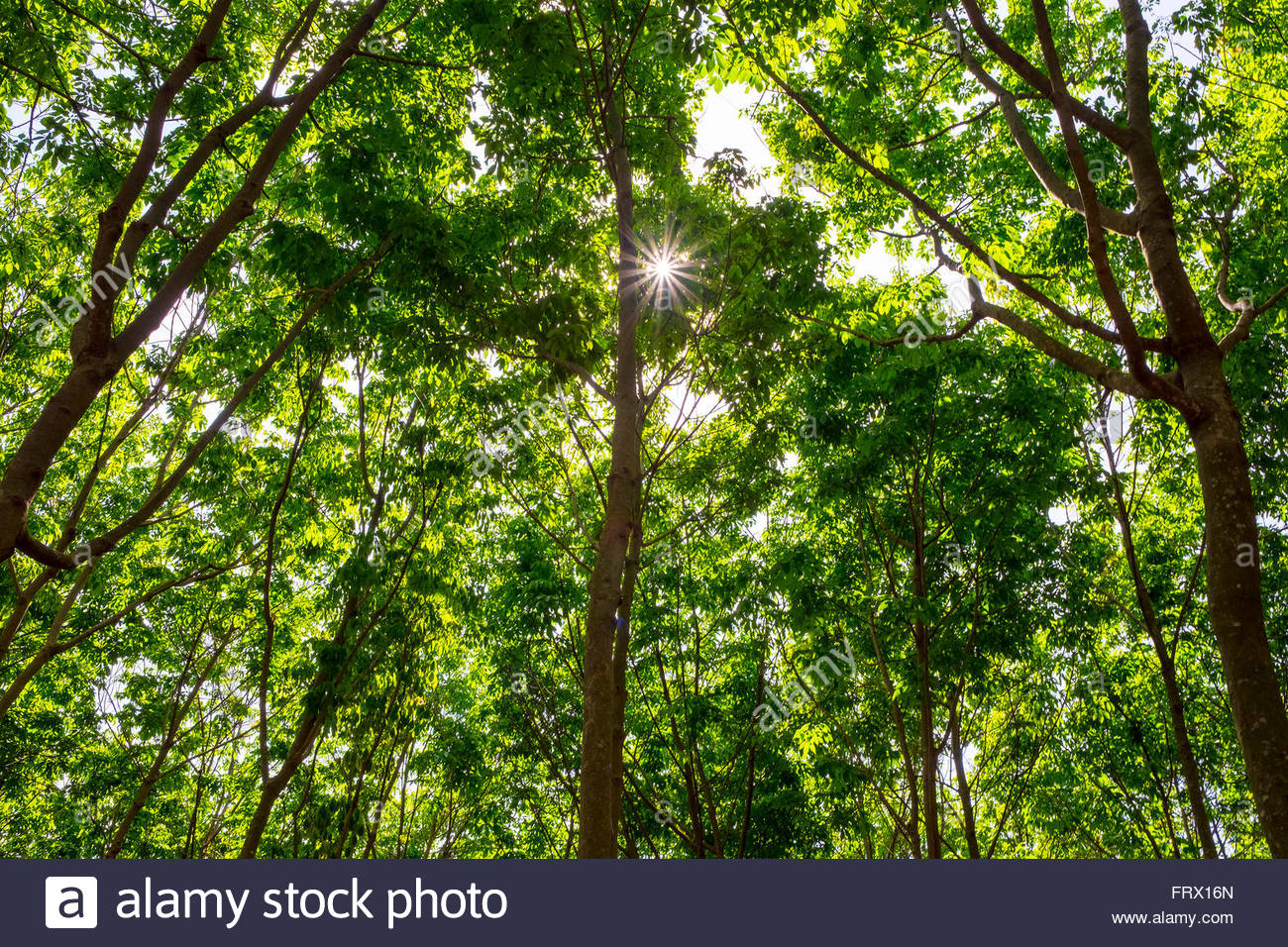 Rubber Plantation Vietnam Asia High Resolution Stock Photography and