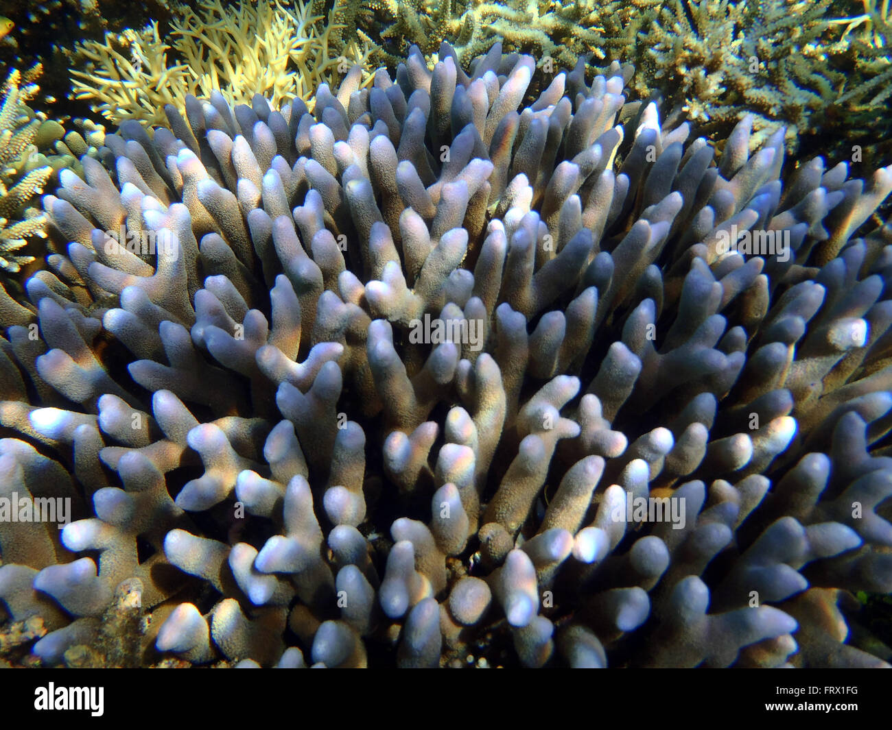 Close up of coral Stock Photo