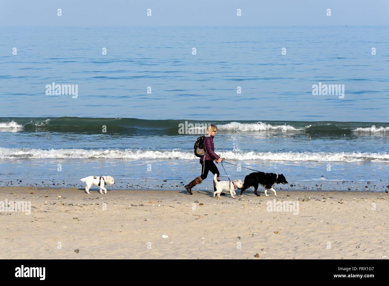 Female dog walker on the beach at Studland Bay Dorset UK Stock Photo