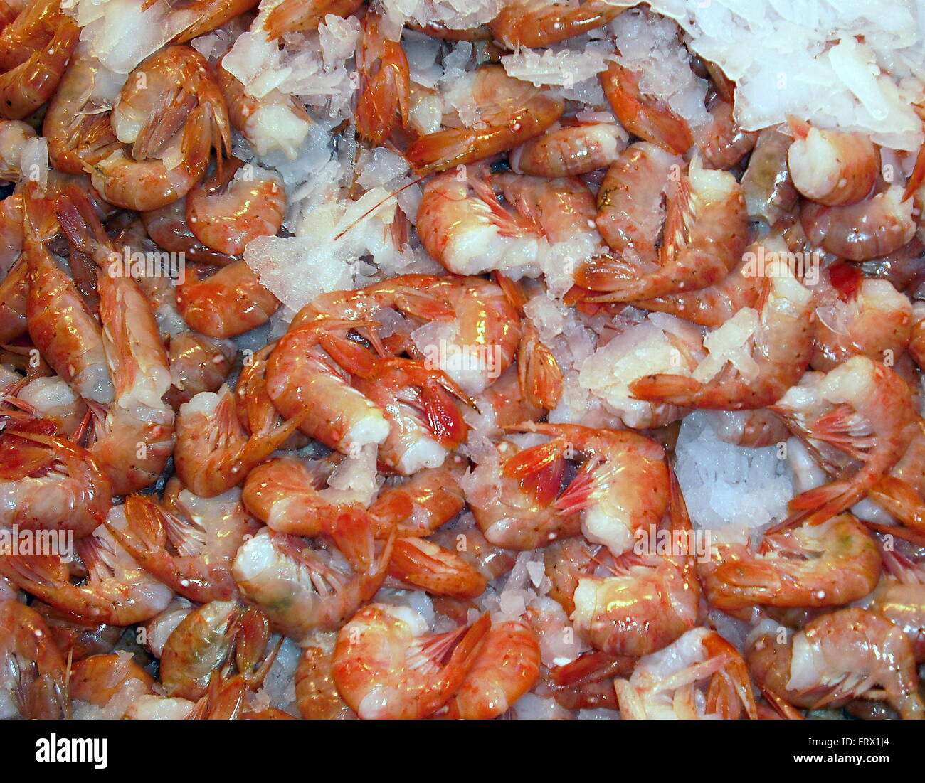 Fresh caught shrimp Stock Photo Alamy