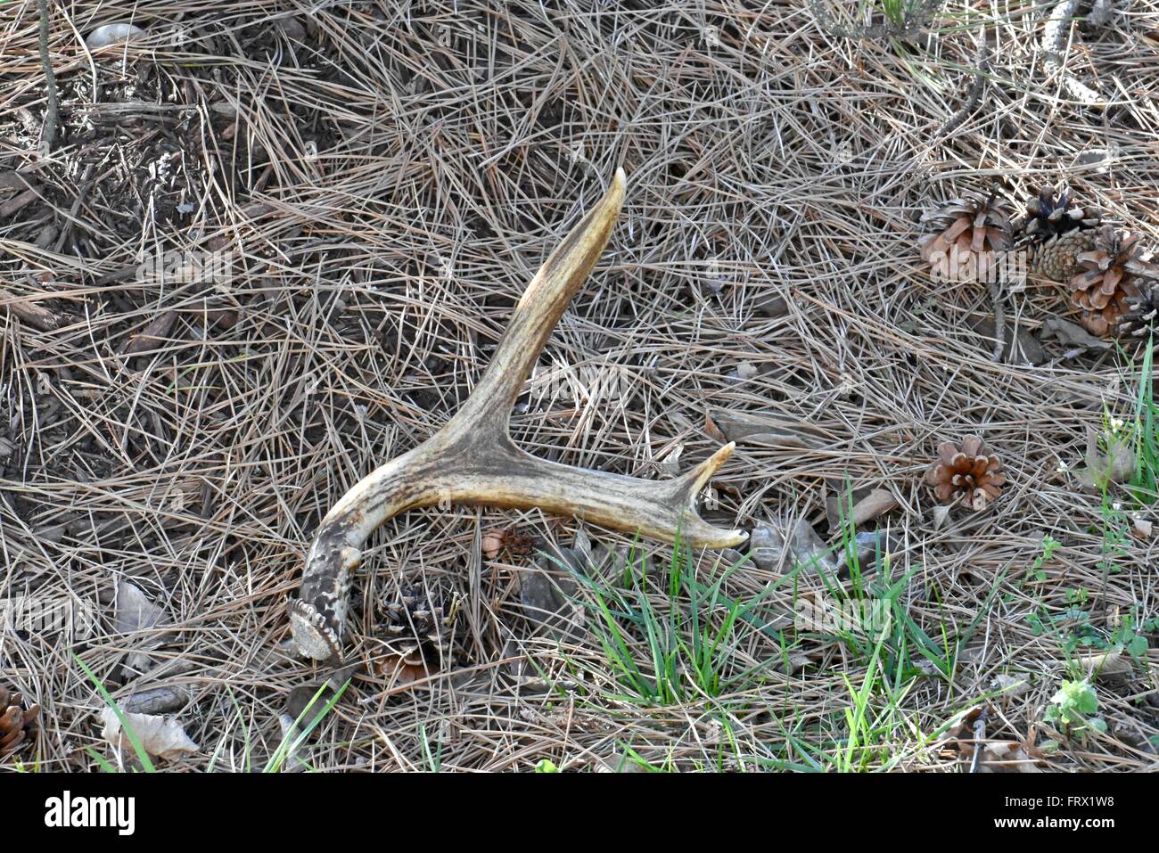 Deer antler shed Stock Photo Alamy