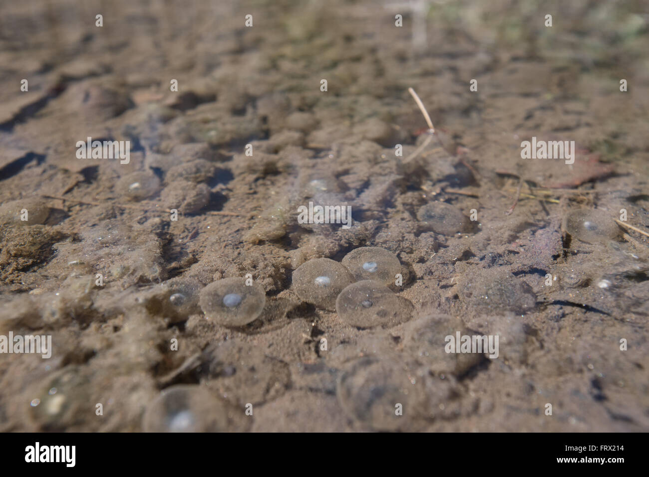Frog eggs below the surface of muddy puddle just before tadpoles hatch in early spring Stock Photo
