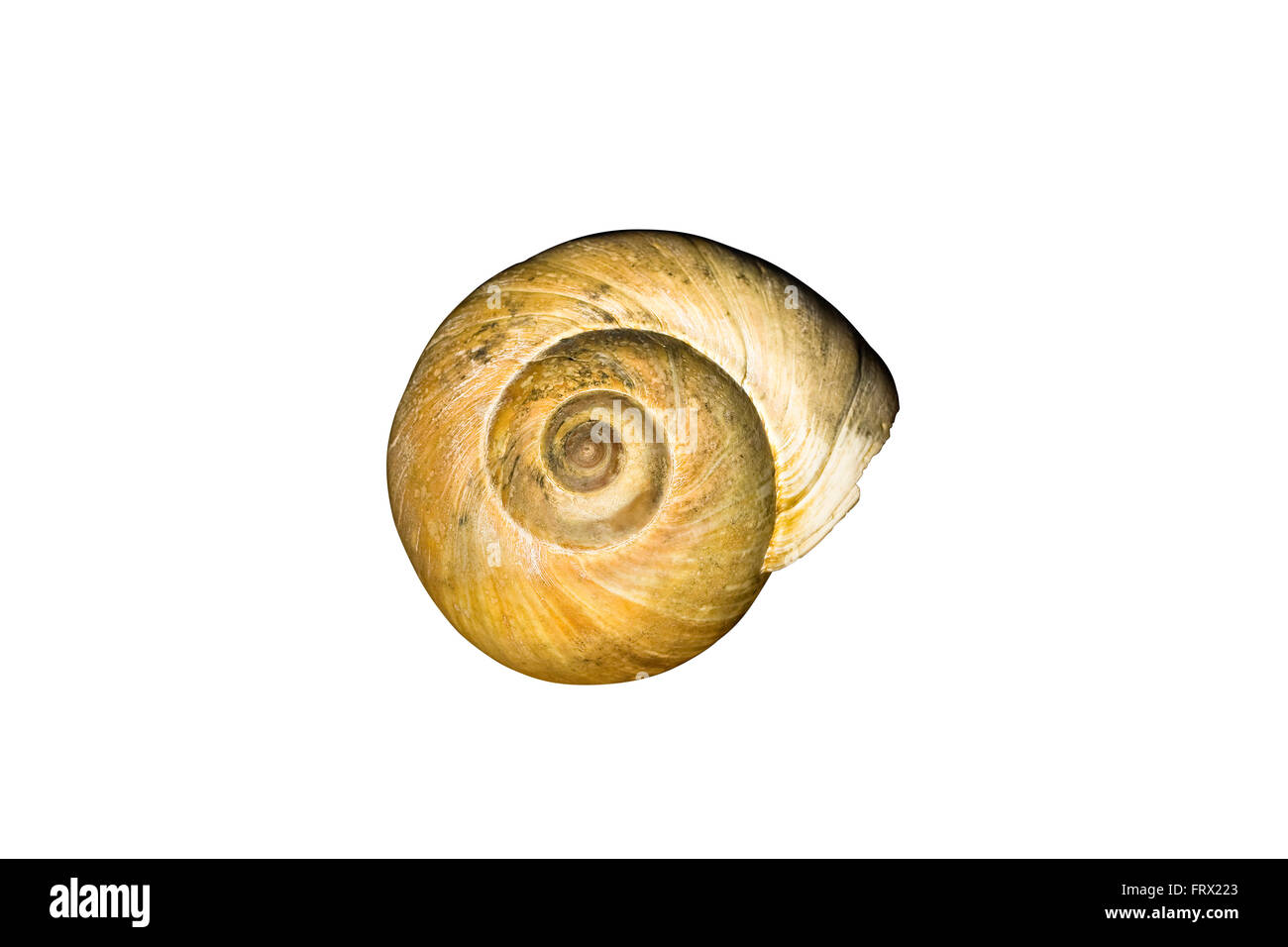 Cut Out Large Light Brown Northern Moon Snail shell (Euspira heros) isolated on white background Stock Photo