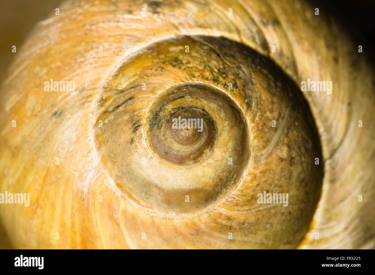 Close up of the Fibonacci (Leonardo Bonacci) spiral found on a large brown Northern Moon Snail Shell Stock Photo