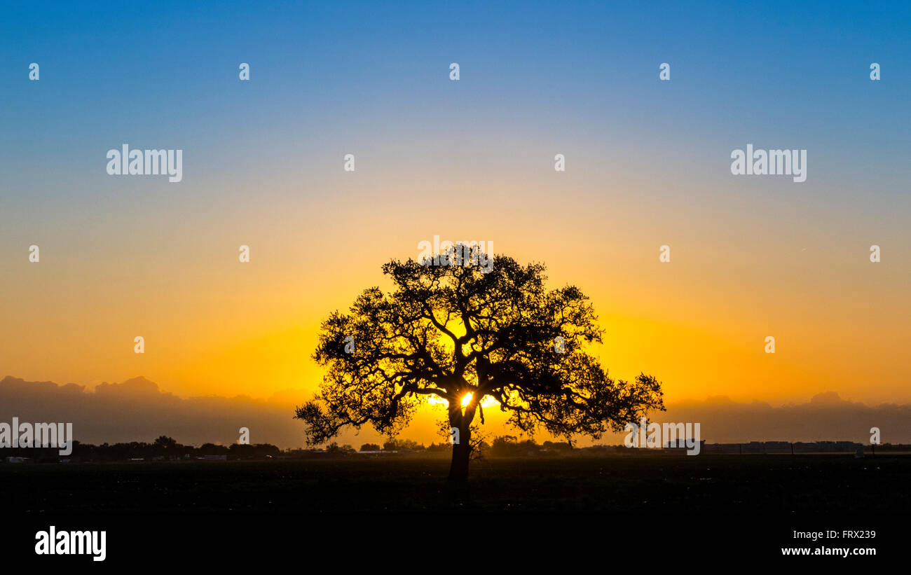 A beautiful sunrise in the California Central Valley near Stockton with a lone Valley Oak Tree Stock Photo