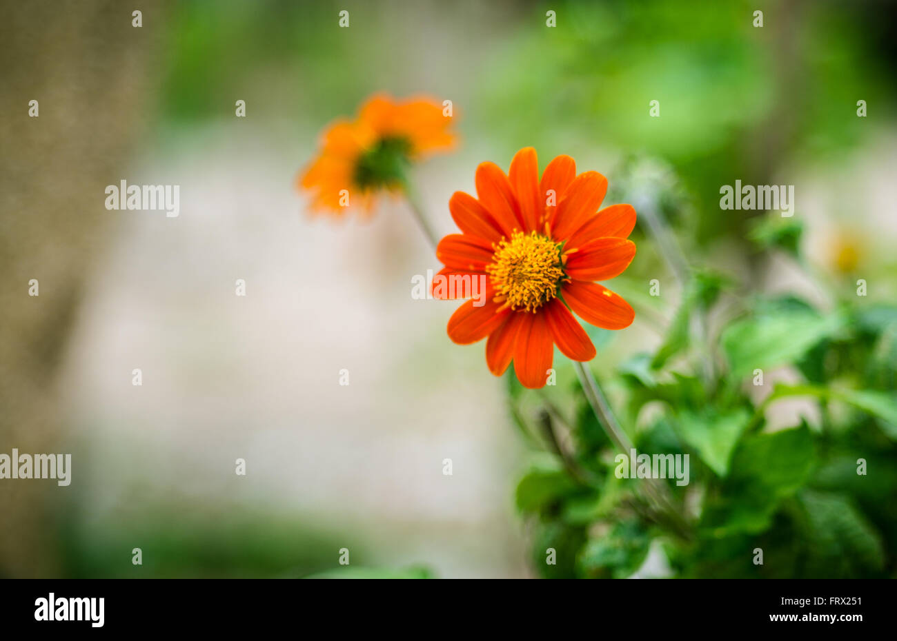 Abstract flower images. Stock Photo