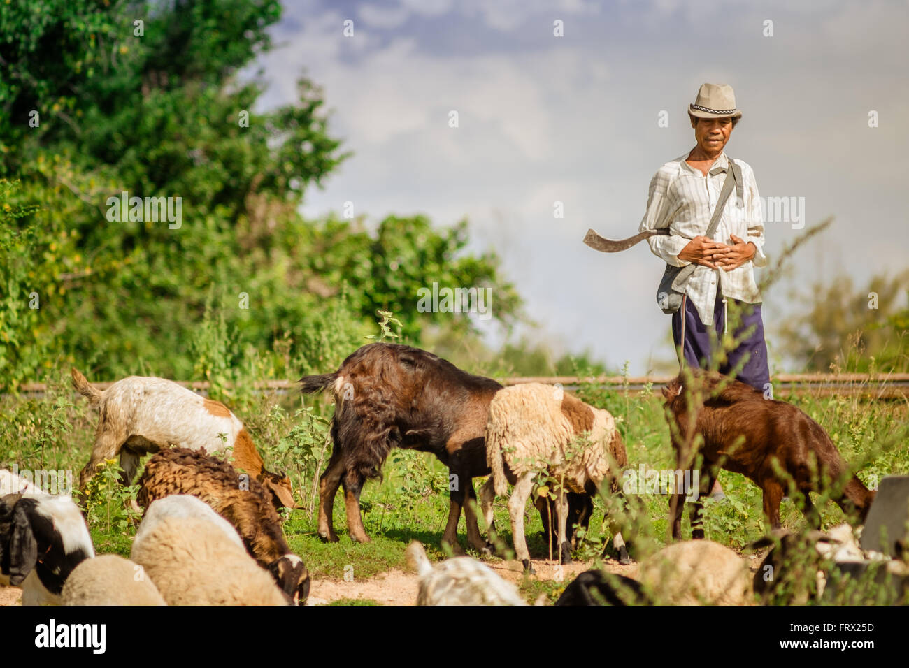 Local shepherd with his flock. Stock Photo