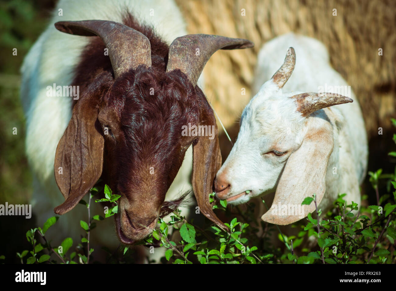 Local shepherd with his flock. Stock Photo