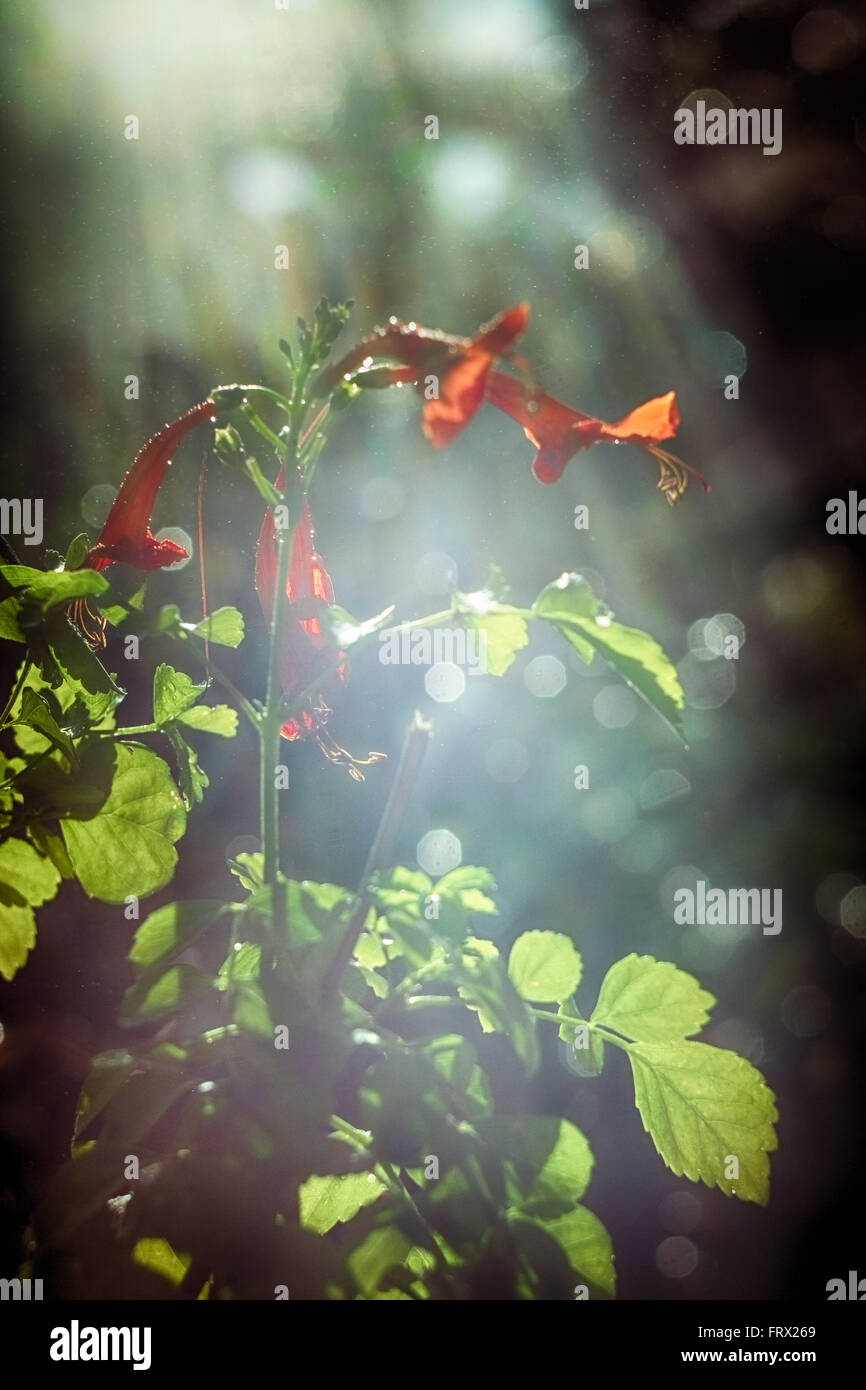 Abstract flower images. Stock Photo