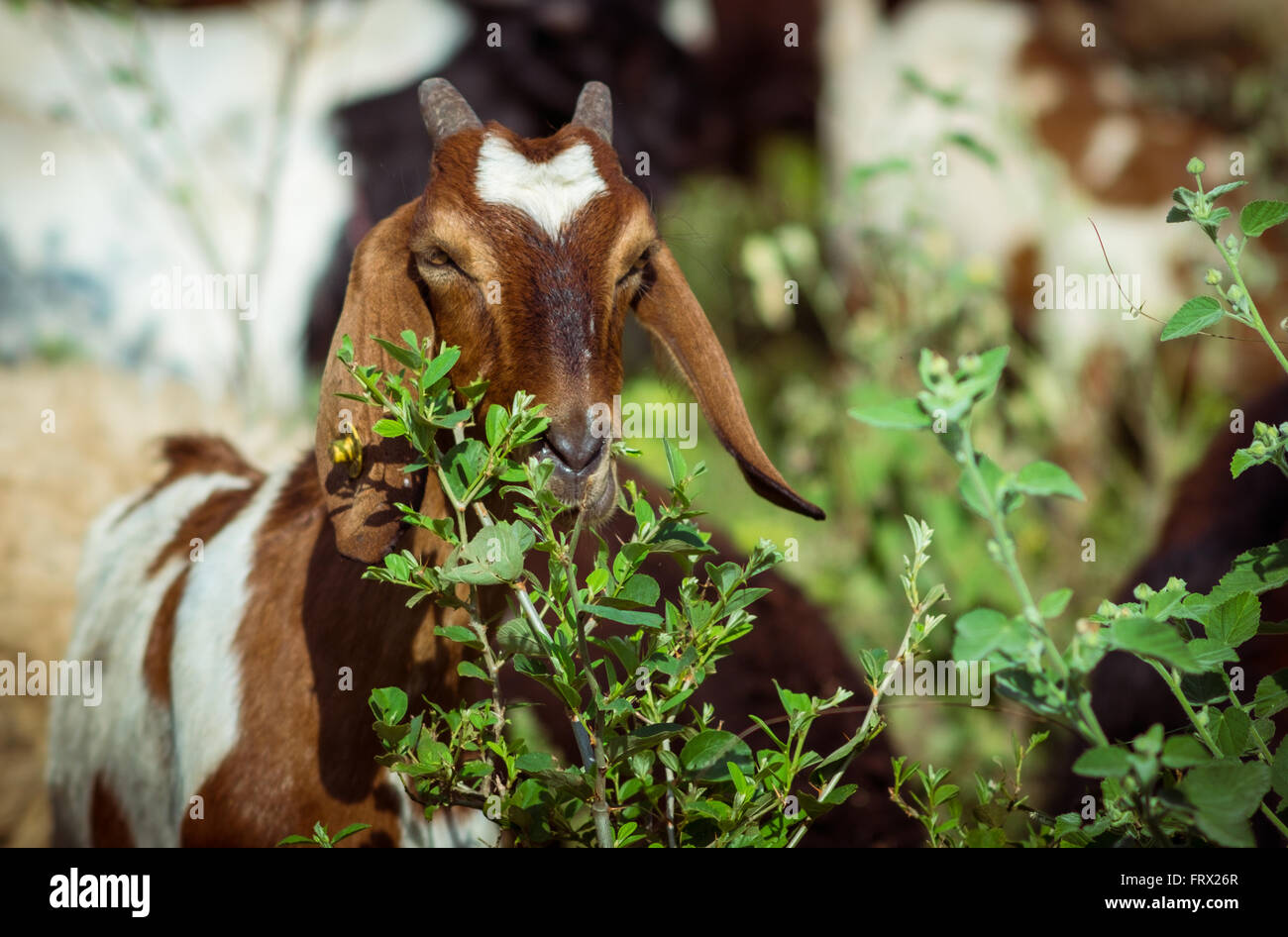 Local shepherd with his flock. Stock Photo