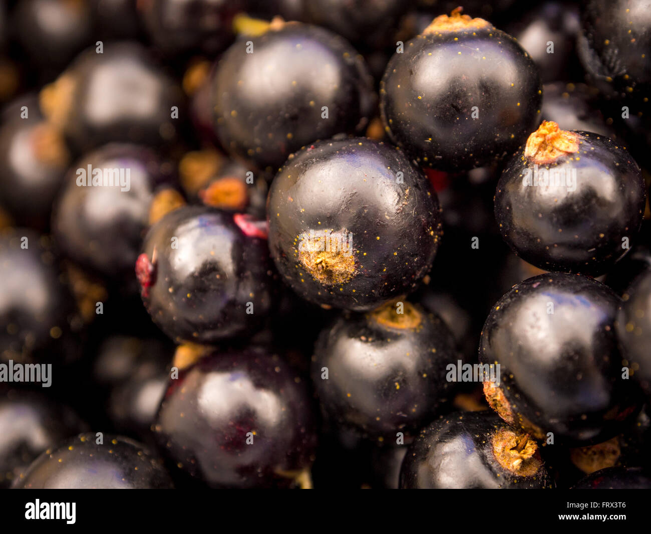 Blackcurrants - close up Stock Photo