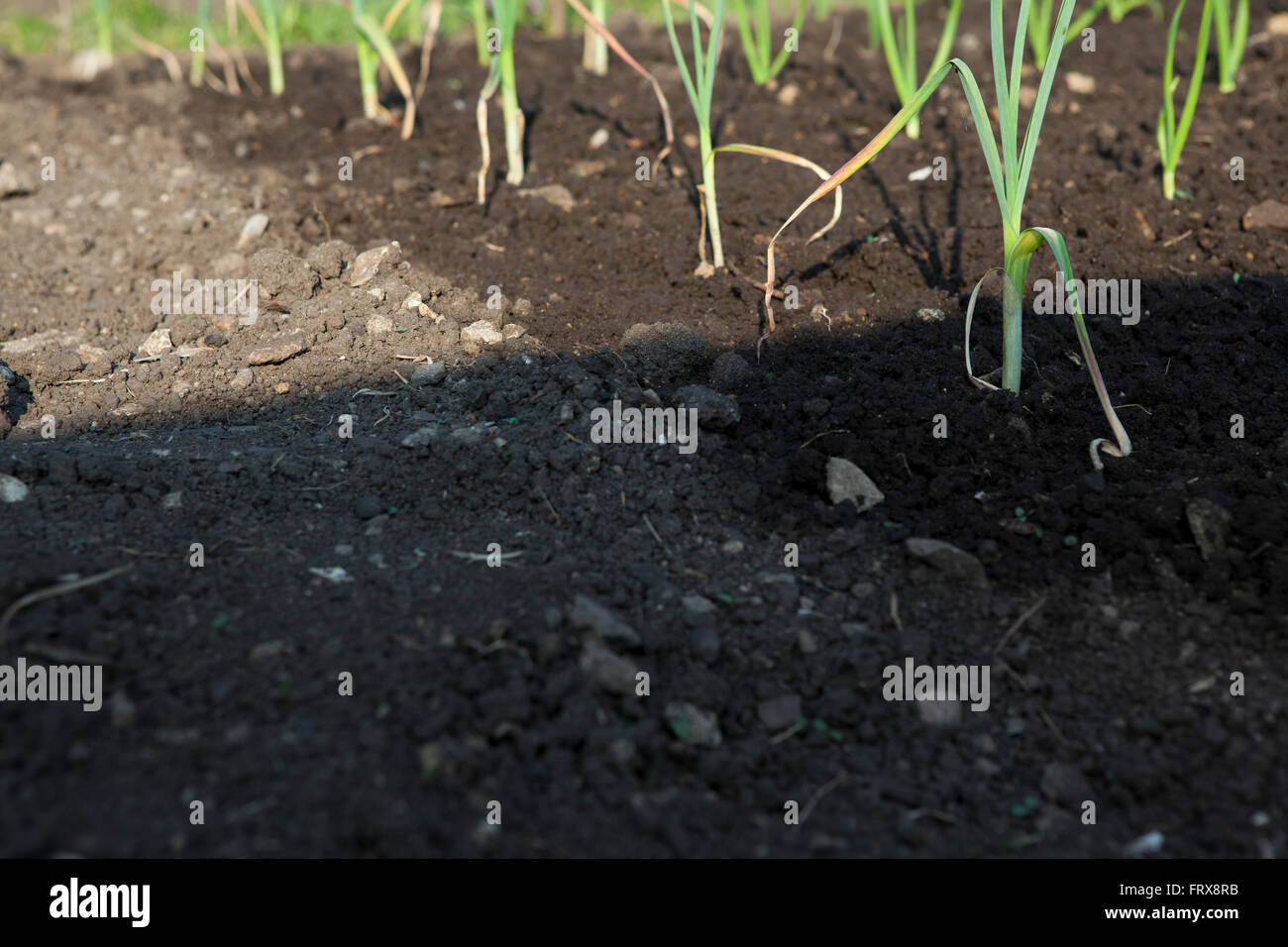 Leeks Plot Young leek plants starting to establish themselves on a vegetable plot ...
