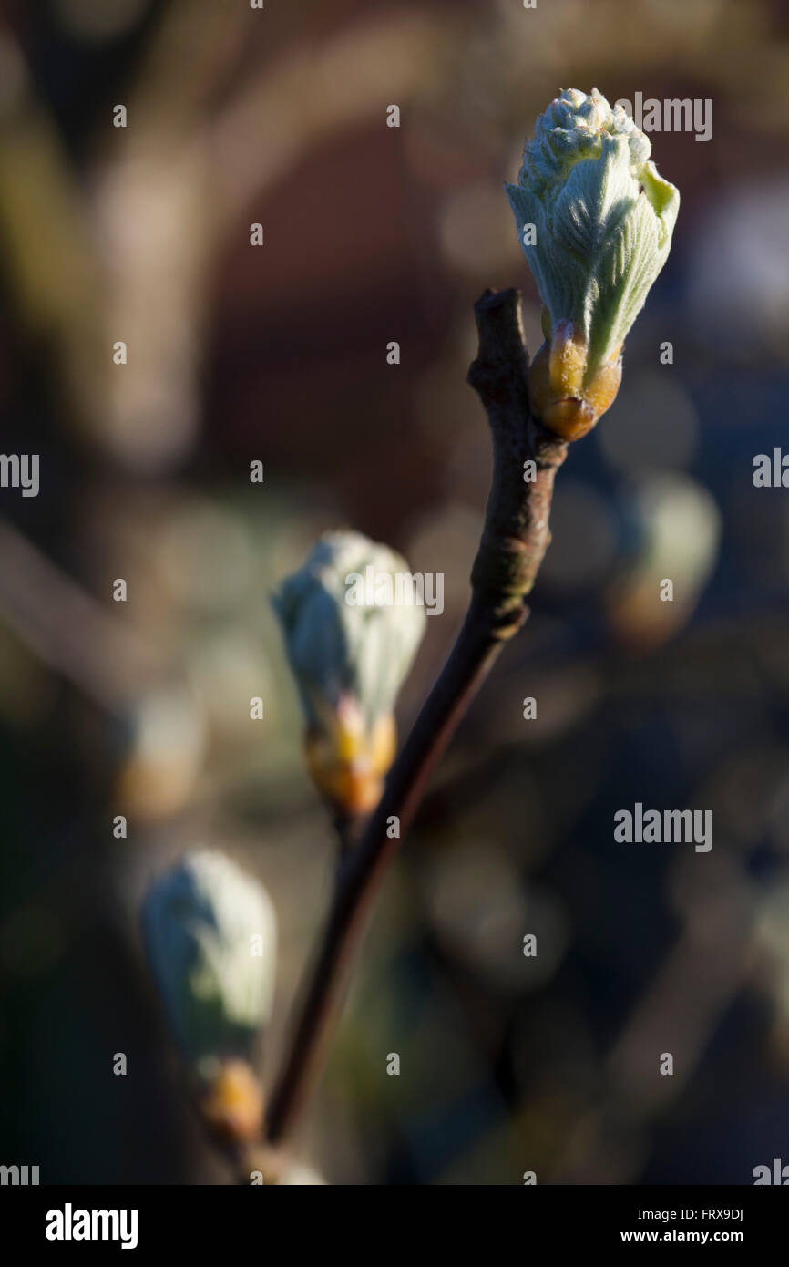 The tight buds of a small fruit tree start to open in the spring