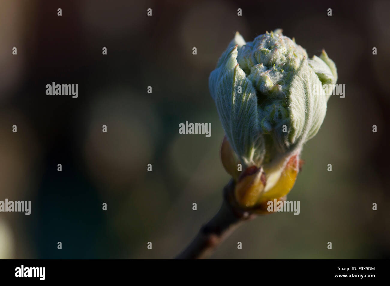 The tight buds of a small fruit tree start to open in the spring