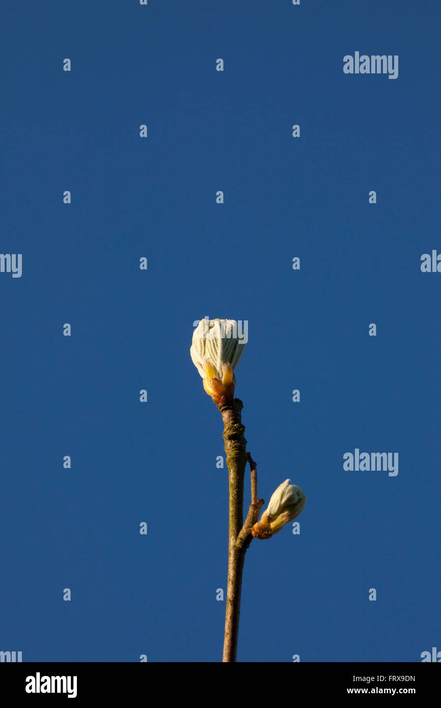 The tight buds of a small fruit tree start to open in the spring
