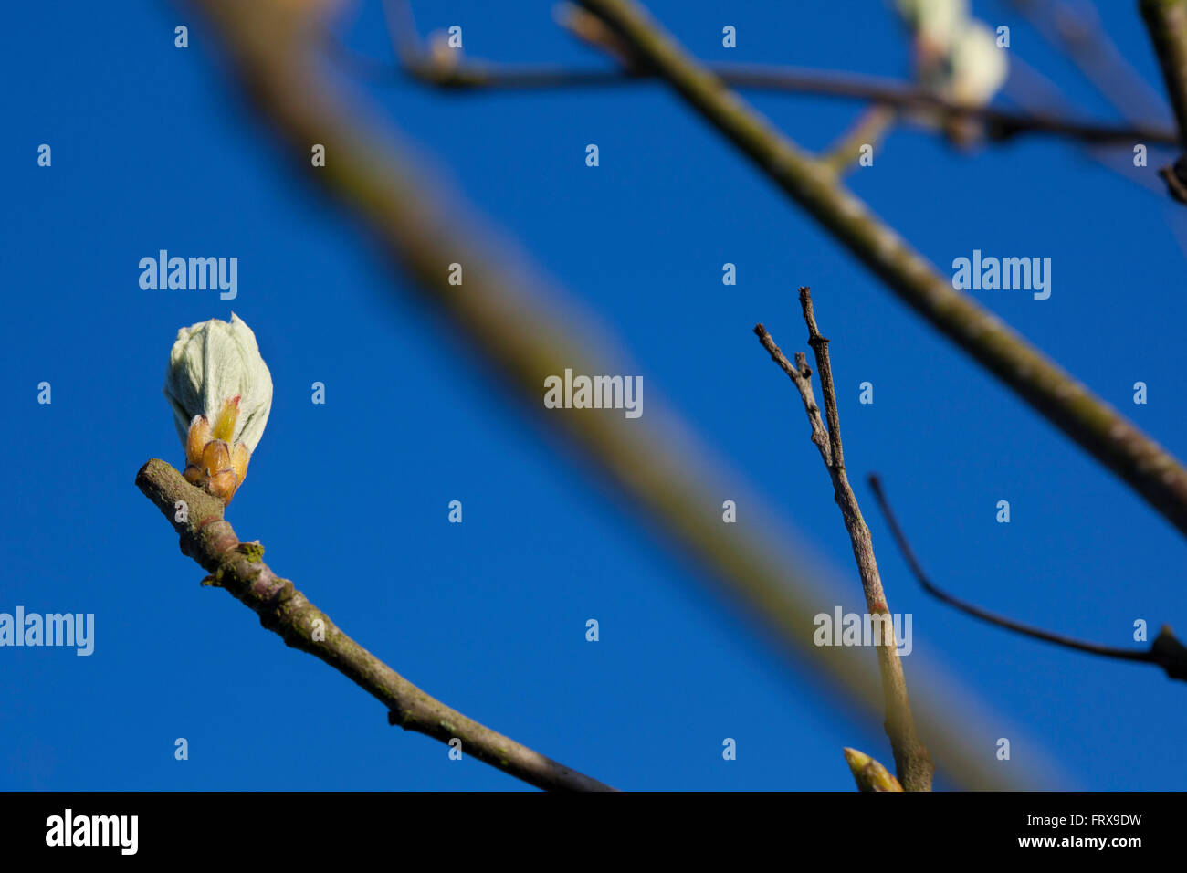 The tight buds of a small fruit tree start to open in the spring