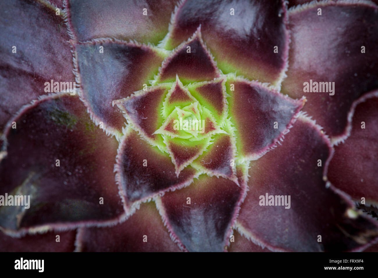 Close up of the interior of an Aeonium plant variety zwartkop a type of succulent. Stock Photo