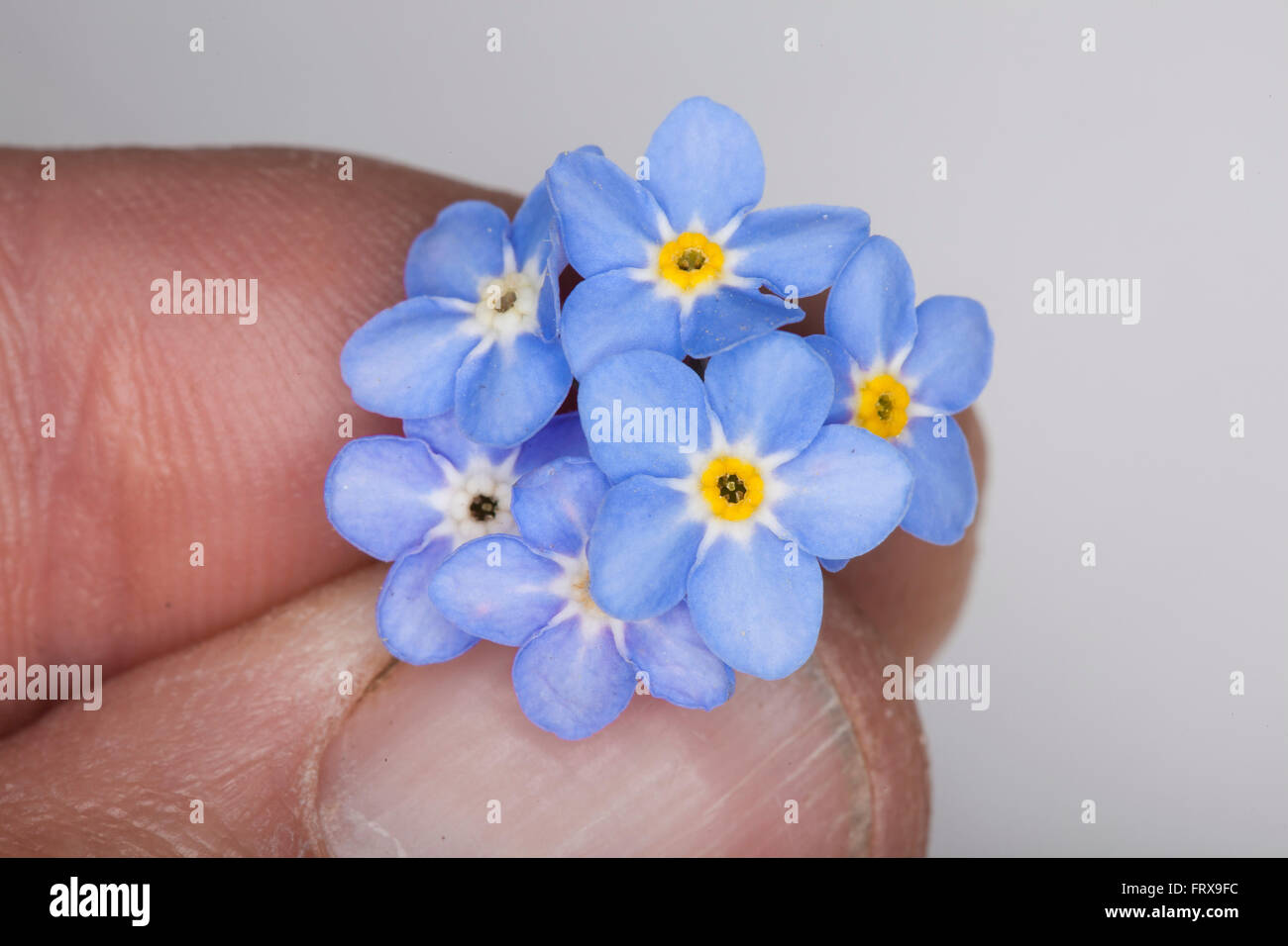 Forget me knot hi-res stock photography and images - Alamy