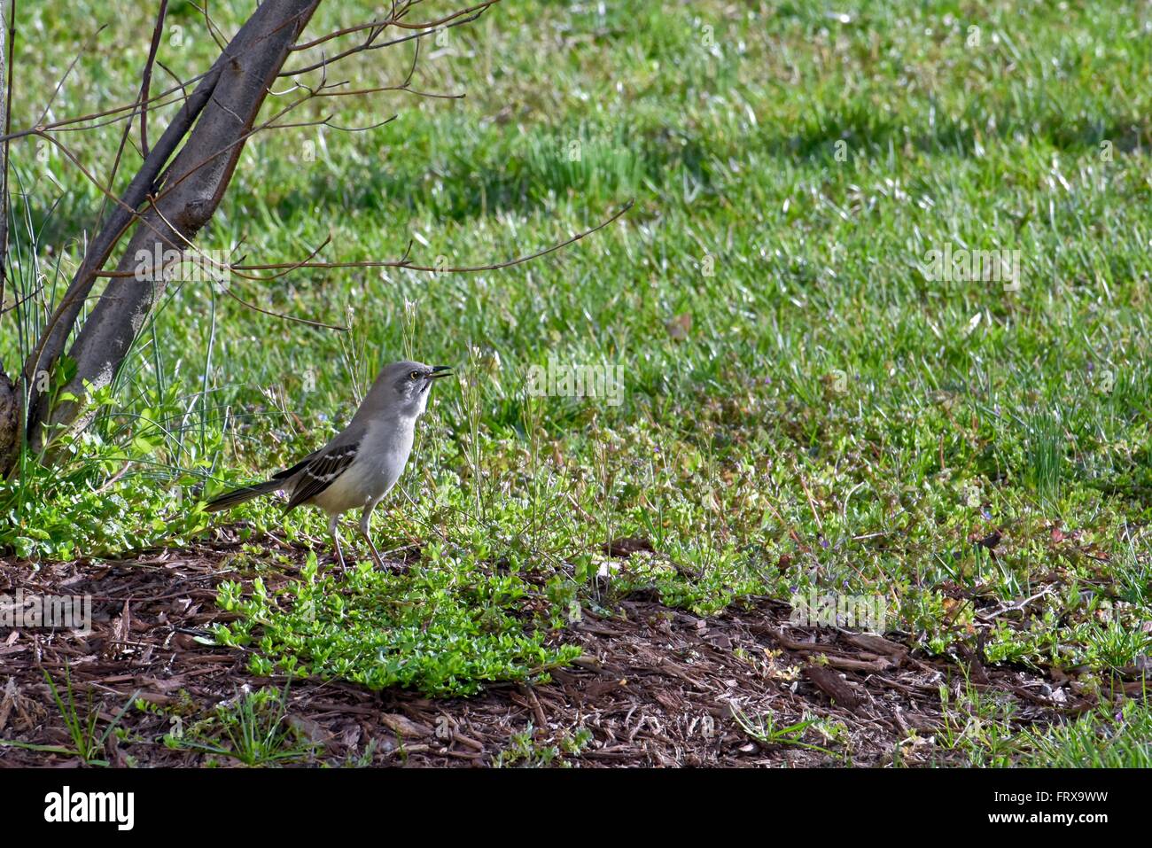 Common bird on a sunny spring day Stock Photo
