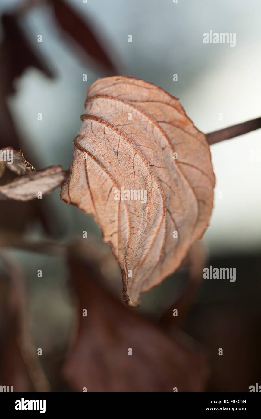 Close up of a leaf on a Californian lilac bush, dead and dry after a long hard winter. Stock Photo