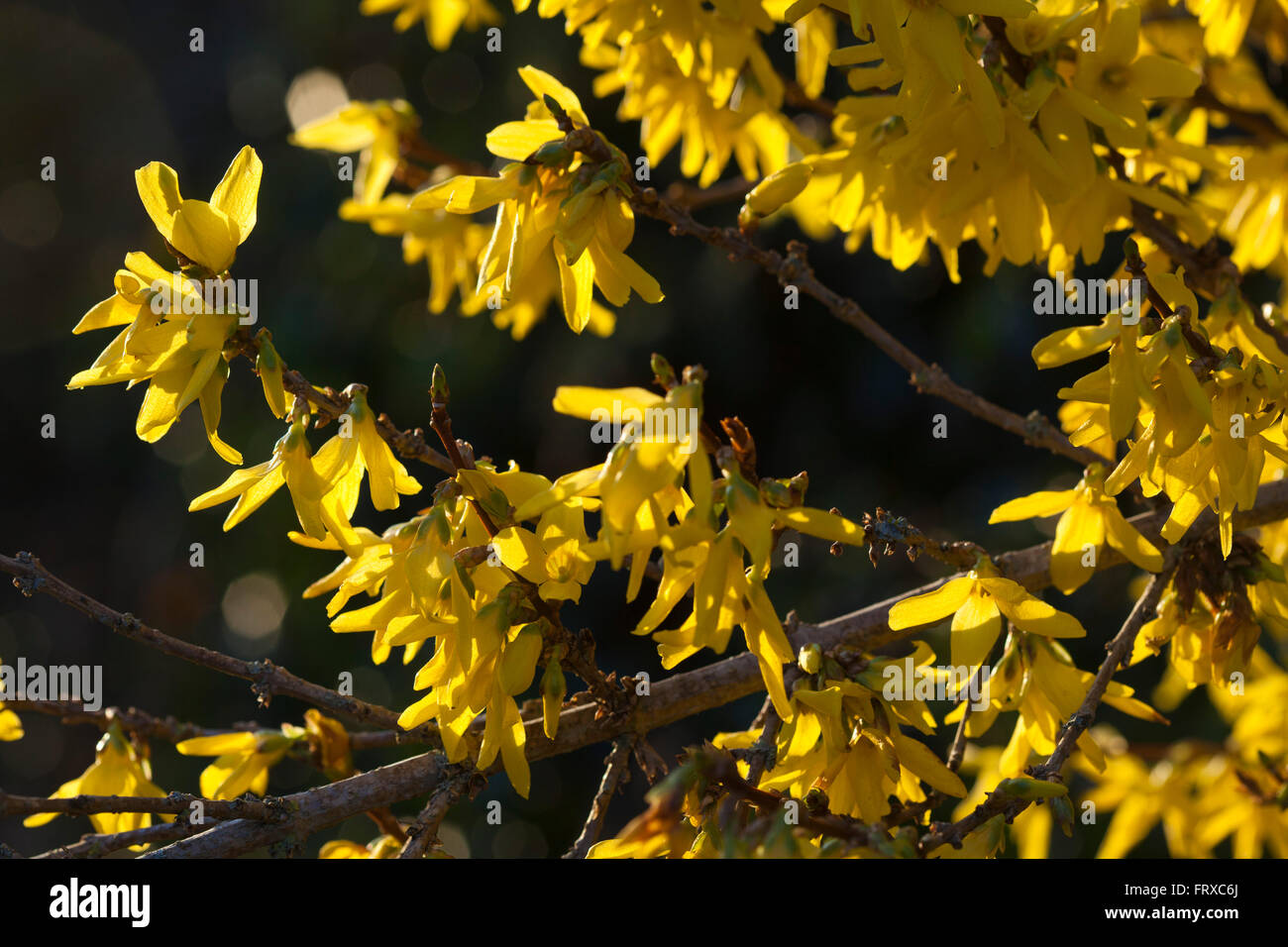 A bright yellow broom bush on the side of a road glowing in the spring