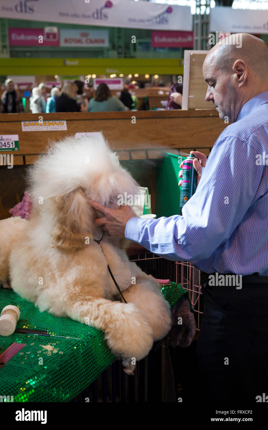 A large poodle gets made up for the Crufts dog show with a male using hairspary and a comb or brush to prepare the dogs fur. Stock Photo