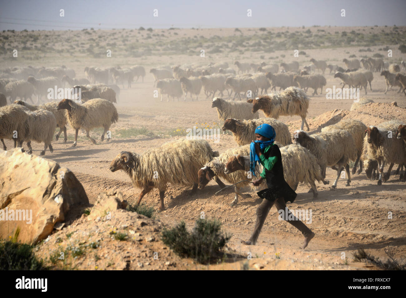 Nomad with flock of sheep along street 211 in Shivta Nationl Park, Desert of Negev, South-Israel, Israel Stock Photo