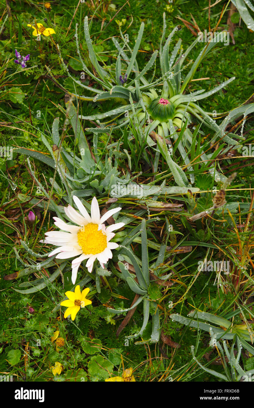 Flower Werneria nubigena, Paramo Vegetation in Cotopaxi National Park, Ecuador Stock Photo