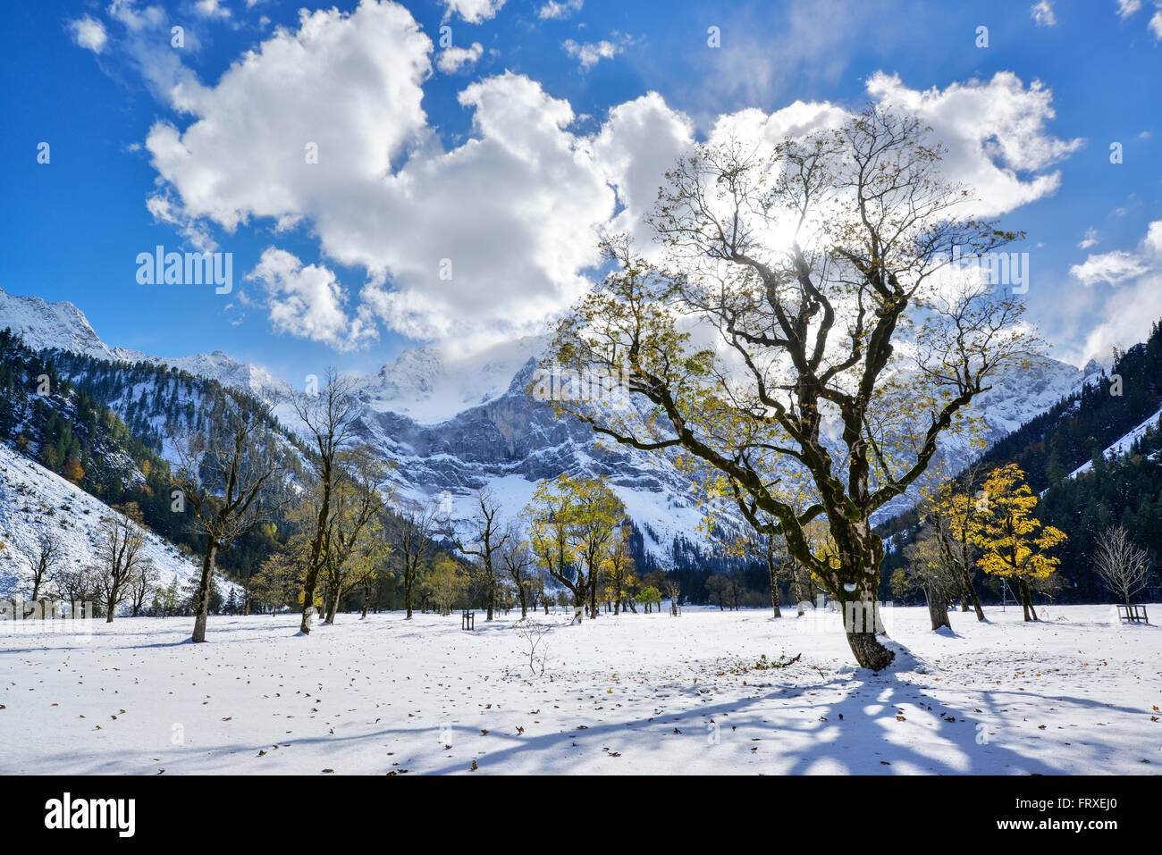 Snow-covered maple trees with Karwendel range in background, Grosser Ahornboden, Eng, Karwendel Nature Reserve, Karwendel range, Tyrol, Austria Stock Photo